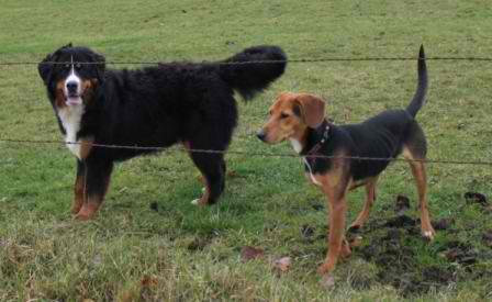 GOLDIE, Femelle, Bouvier Bernois LOF 19 mois (54) - ADOPTES 110