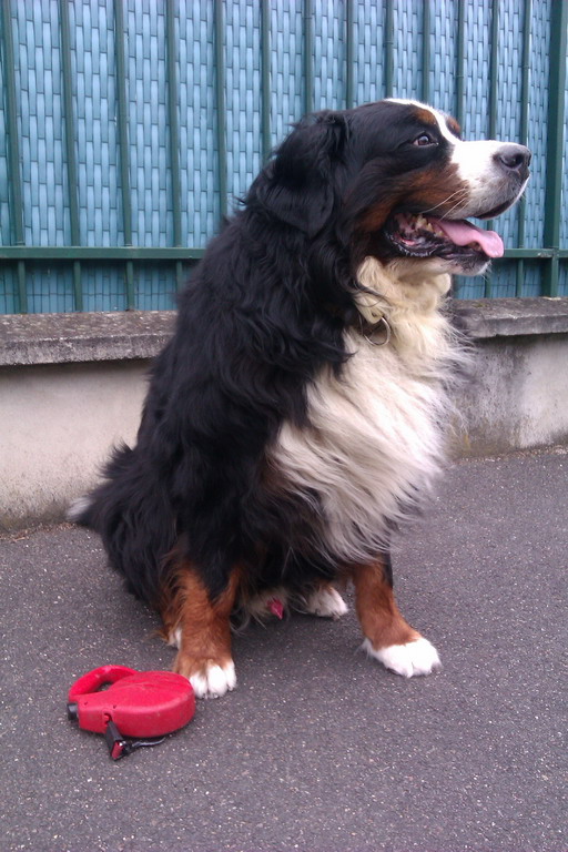 SAWYER, Mâle Bouvier Bernois, Non LOF, 6 ans (91) - ADOPTE - Sawyer12