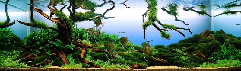Aquatic Mosses (pics added to thread) Big_mo10
