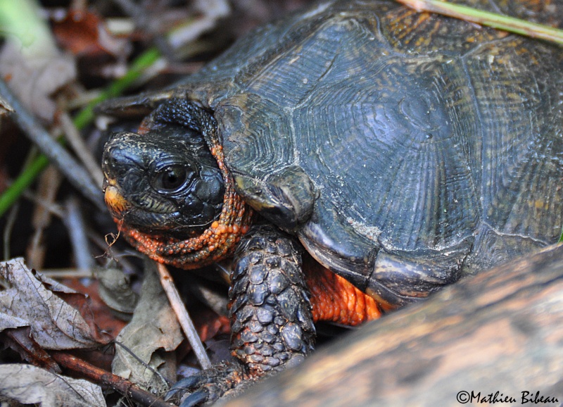 tortue des bois! Dsc_2323