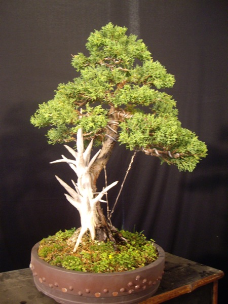 Blaauw's Juniper Blaauw21