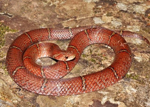 nouvelle espèce de serpent découverte au cambodge Image10