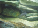 identification poisson  Cimg1011