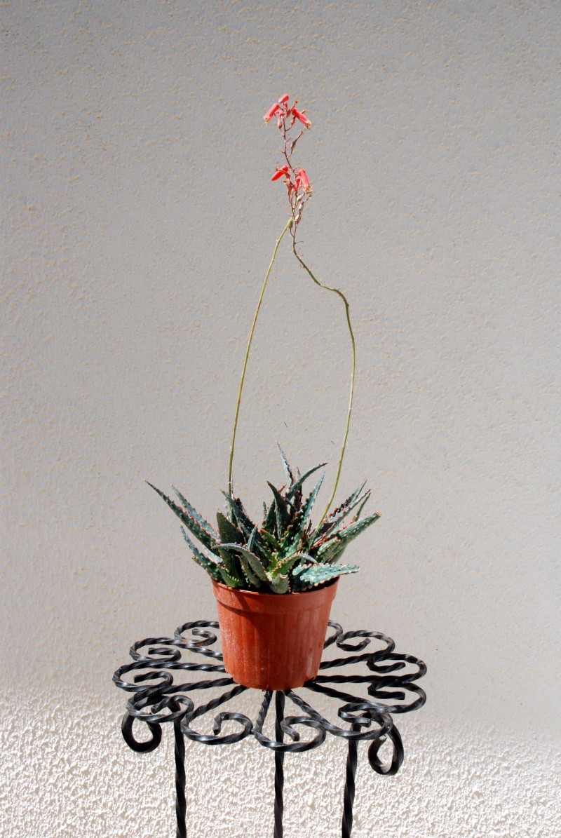 identification d'aloe 2010_a12