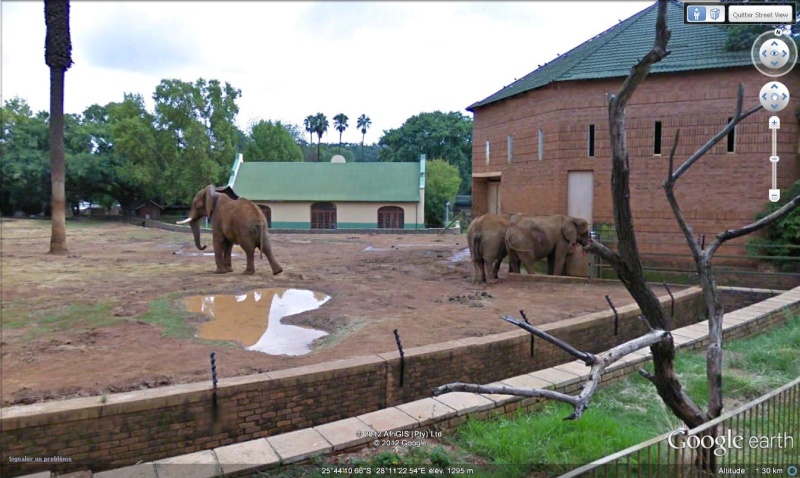 STREET VIEW : Les animaux - Page 7 Elef310