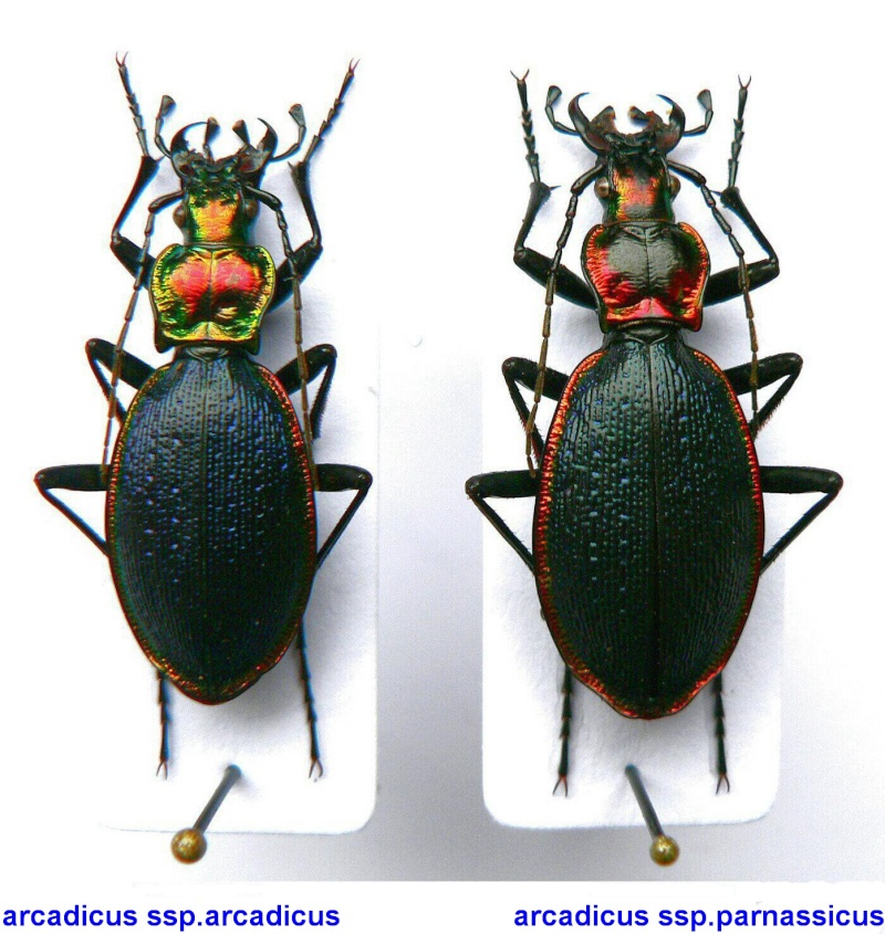 [C.(Chaetocarabus) arcadicus]  Arcadi17