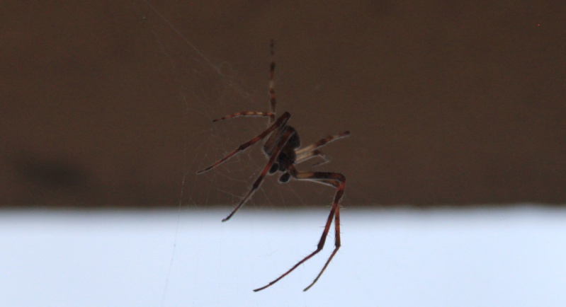 Araignée du soir bonsoir !! Araign14