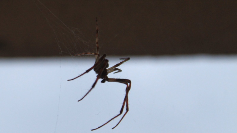 Araignée du soir bonsoir !! Araign15