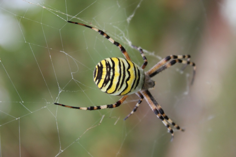 Araignées de France Argiop10