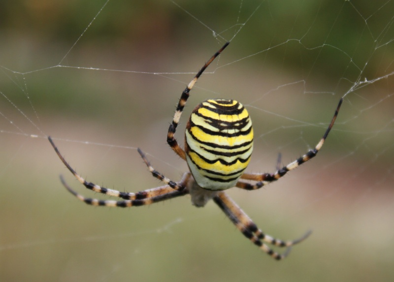 Araignées de France Argiop11