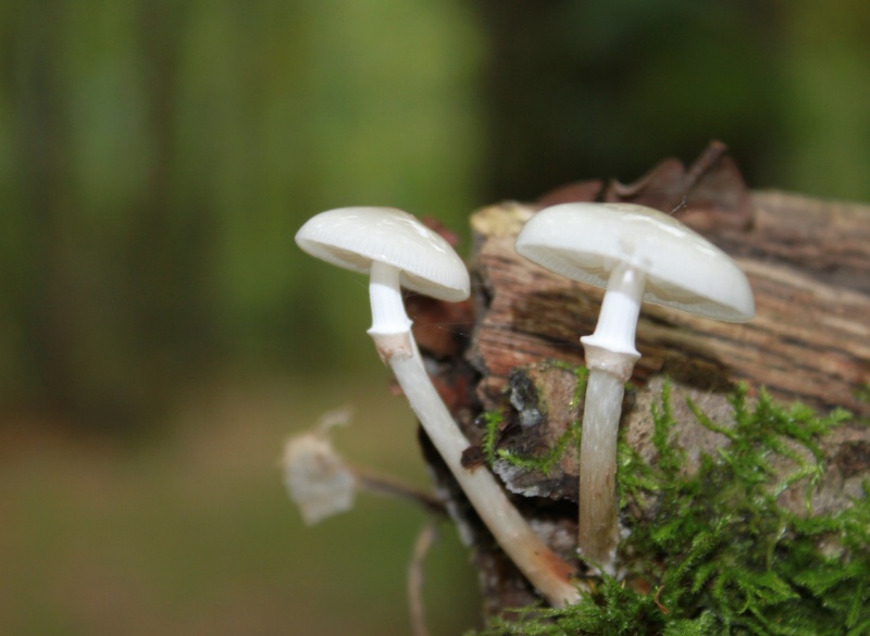 les premiers champignons dans le sud Sarthe - Page 3 Champi21