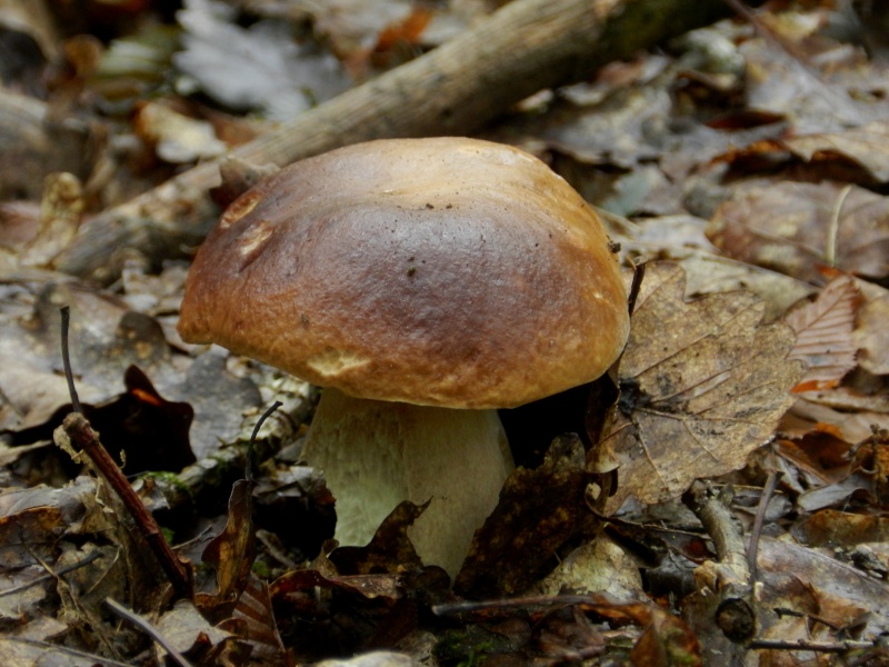 les premiers champignons dans le sud Sarthe - Page 4 Champi25