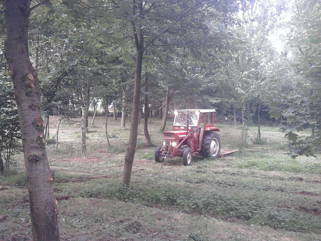 Massey 140 super en action!! Photo111