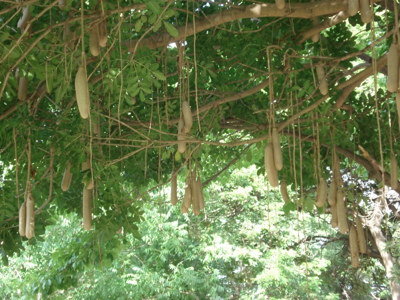 "L'arbre à saucisses", le Kigelia africana  20100410