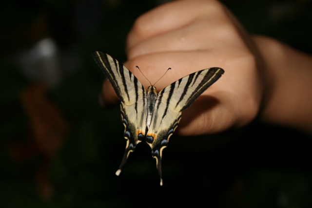 papillons - Page 8 Img_2310