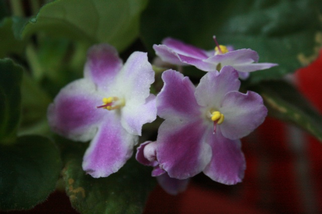 Les violettes africaines / violettes du cap(Saint Paulia). Entretien, espèces, des photos. Violet10