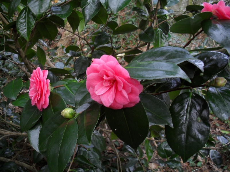 Floraisons de janvier - Page 3 00314