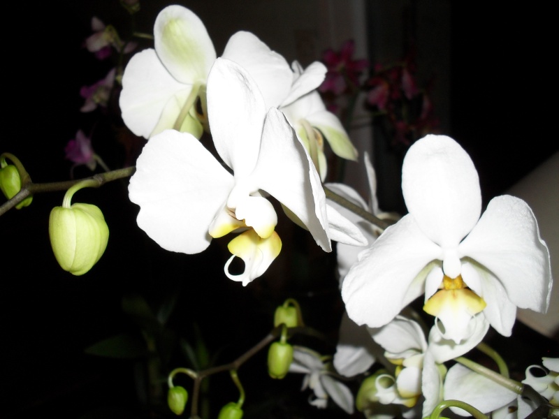 floraisons des orchidées - Page 5 00512