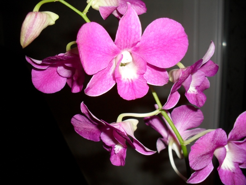 floraisons des orchidées - Page 5 00610