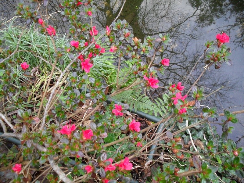 Rhododendrons et Azalées - Page 2 00612