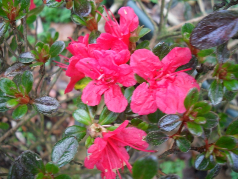 Rhododendrons et Azalées - Page 2 00712