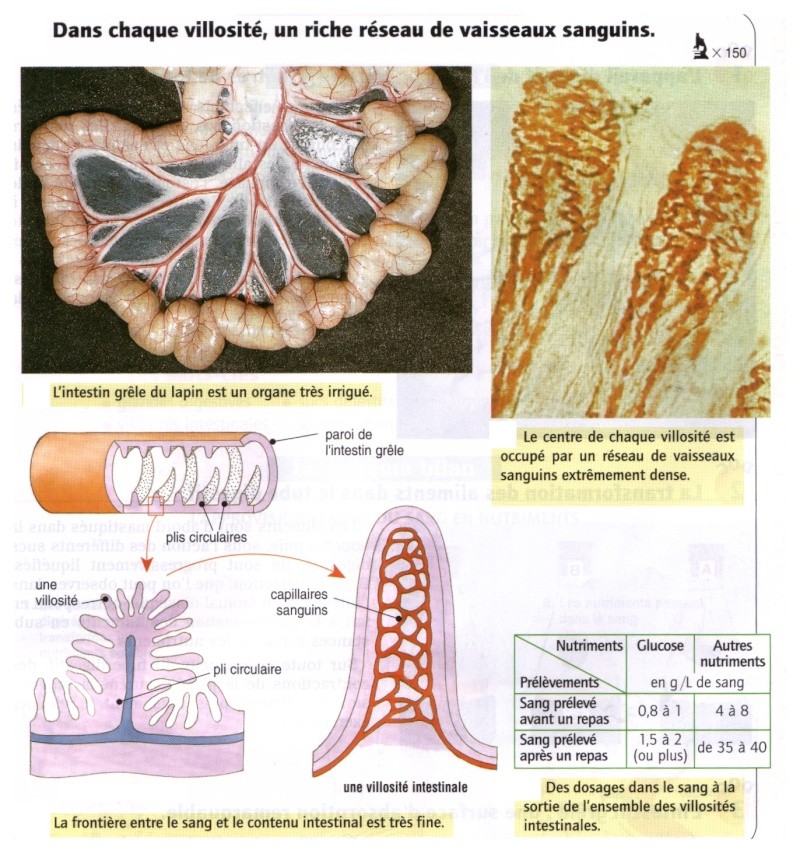 Passage Des Nutriments De L'intestin Grêle Vers Le Sang cours de 5ème