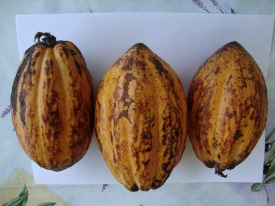theobroma cacao 2012-011