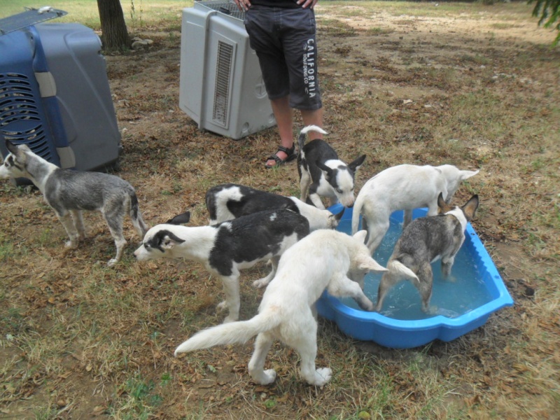 Sauvetage de 7 type Husky chiots Asso 26.RESTE HORCA A LADOPTION Sauvet10