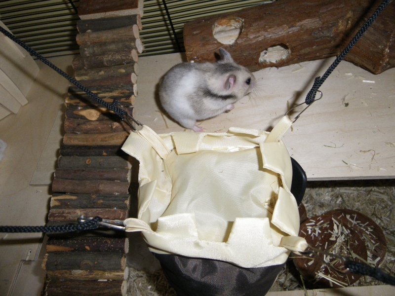 Hipope : Hamster syrien femelle de 4 mois Imgp1210