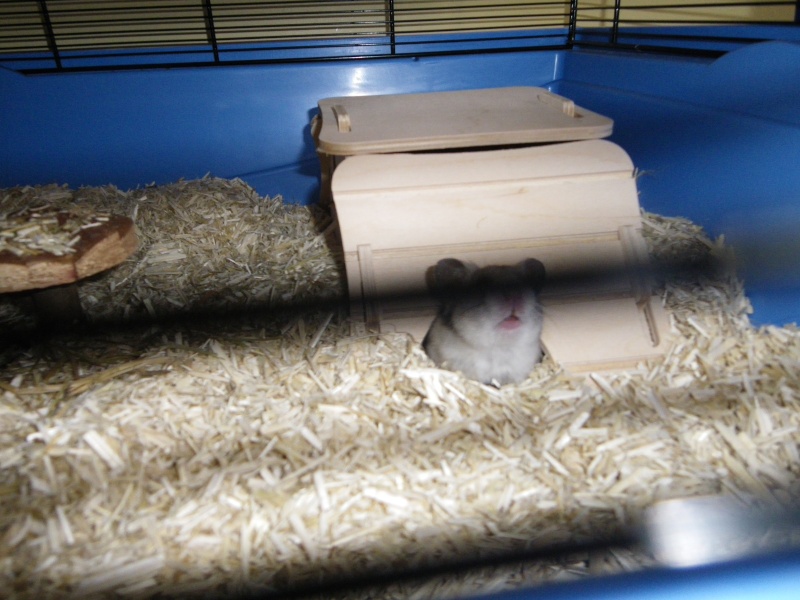 Hipope : Hamster syrien femelle de 4 mois Imgp1215