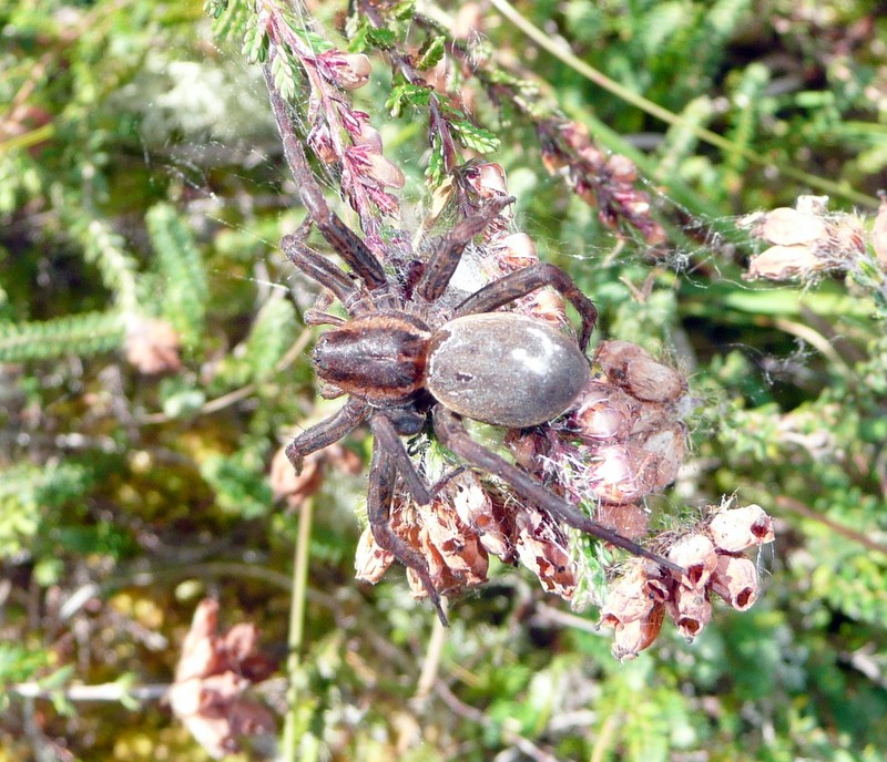 grosse araignée à Lann Bubry P1050111