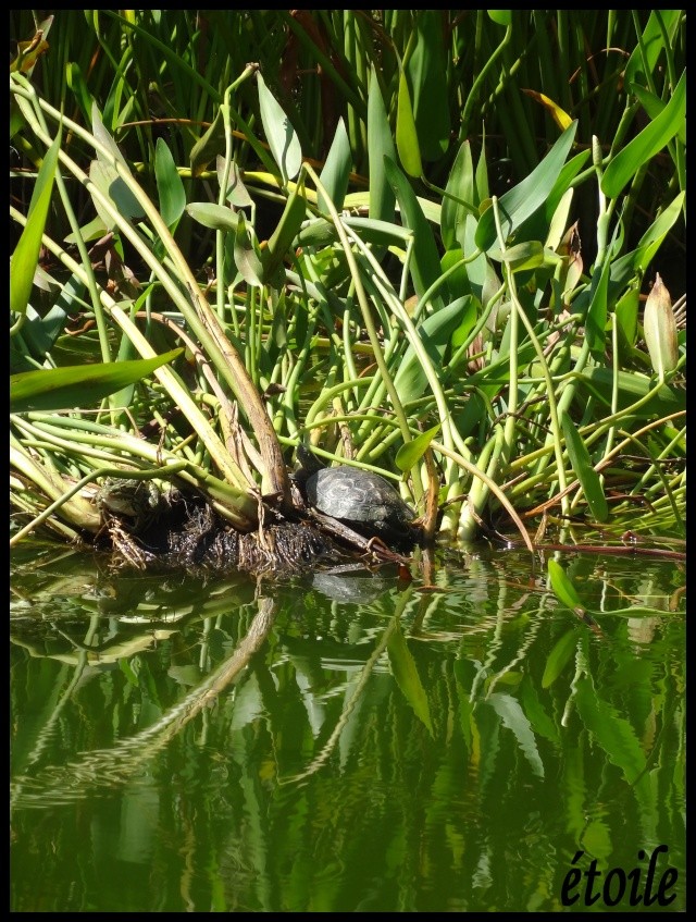 La vallée de la tortue dans le 66 - Page 2 Tortue11