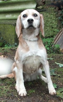 Oasis croisée beagle femelle recherche une famille d'adoption Oasis212