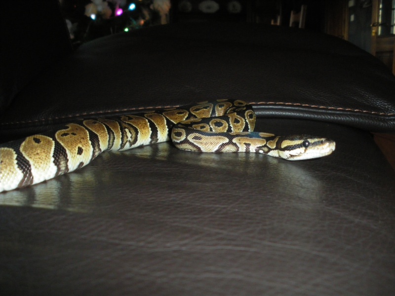 photos pythons royal Imgp3311