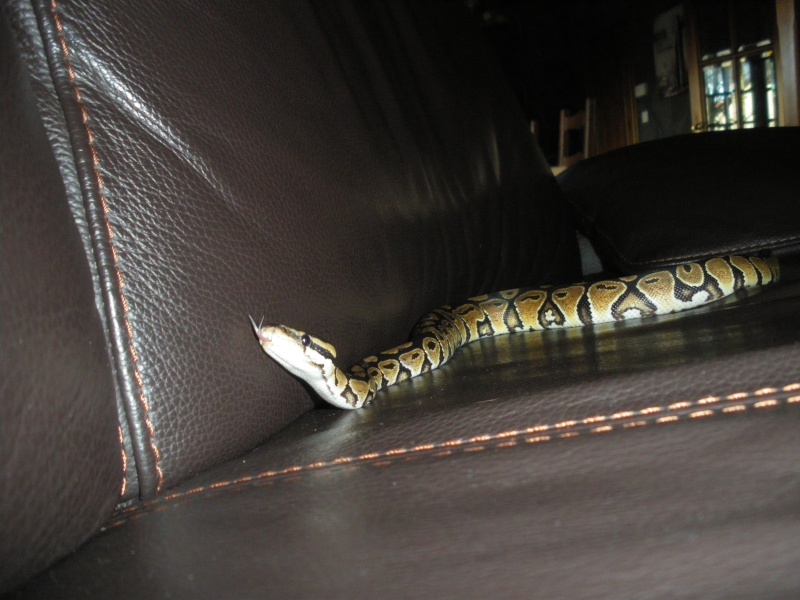 photos pythons royal Imgp3315