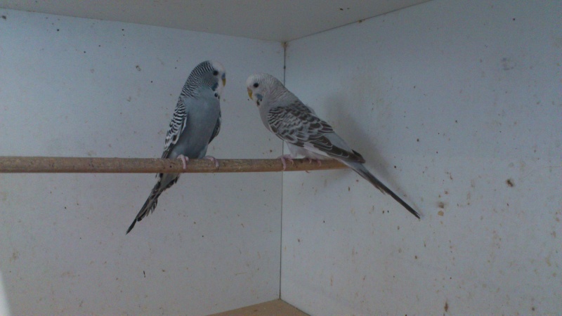quelques oiseaux de mon elevage Dsc_0120