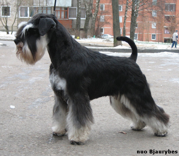  "Planeta Sandora" kennel (Lithuania) black & silver minies "T" litter 12149710