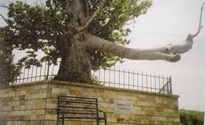 Geshtenja e Rrapes (Monument natyre) Geshte10