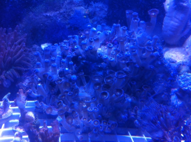 Corals for Sale (Large Colonies)  Upated 9/15 (SOLD) 204b7610