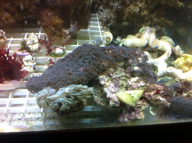 Corals for Sale (Large Colonies)  Upated 9/15 (SOLD) 599bb710