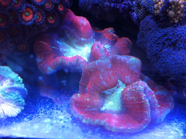 Corals for Sale (Large Colonies)  Upated 9/15 (SOLD) B1287910