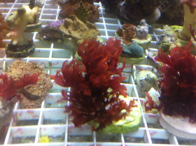 Corals for Sale (Large Colonies)  Upated 9/15 (SOLD) D9b62f10