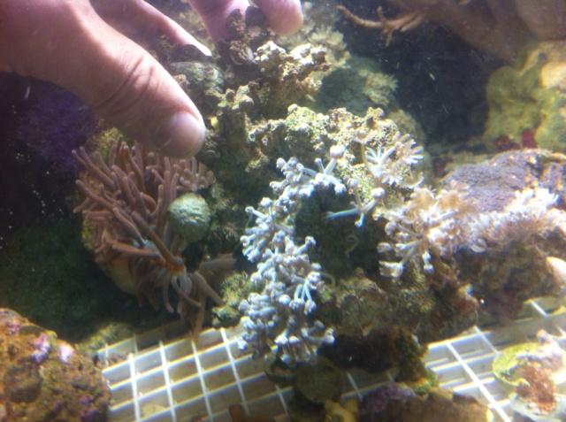 Corals for Sale (Large Colonies)  Upated 9/15 (SOLD) E22d2410