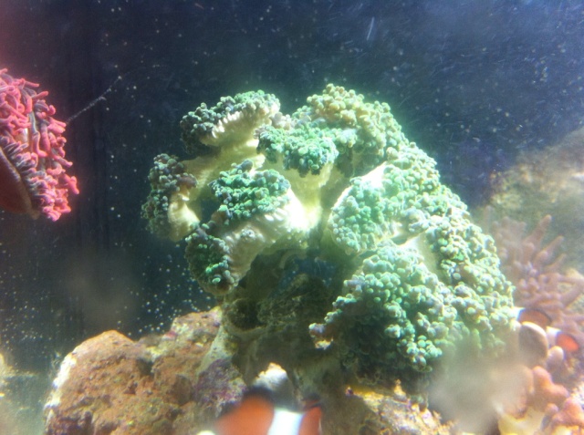 Corals for Sale (Large Colonies)  Upated 9/15 (SOLD) E95e3810