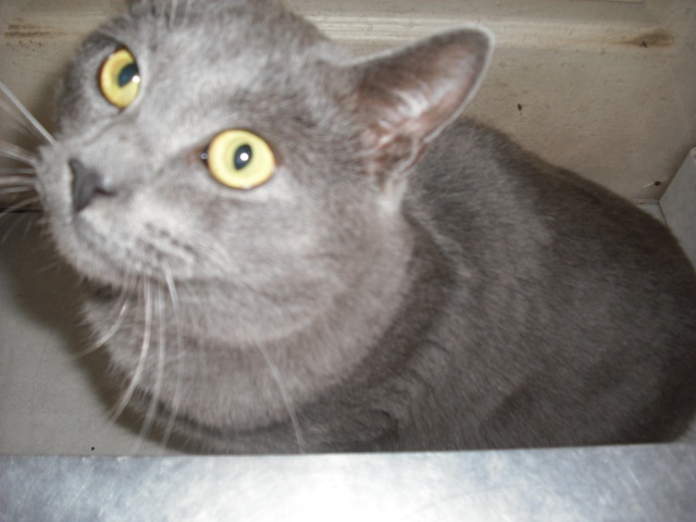 Une asso cherche une famille d'accueil ou adoptants pour un chat type chartreux - Page 2 Dscf3110