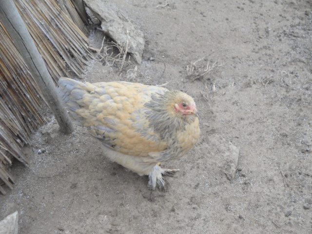 photos de mes poules et coqs Dsc01315
