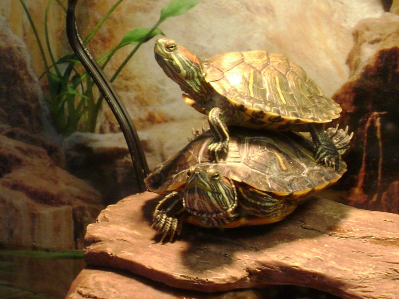 Cohabitation grosses tortues avec petite nouvelle Tortue12