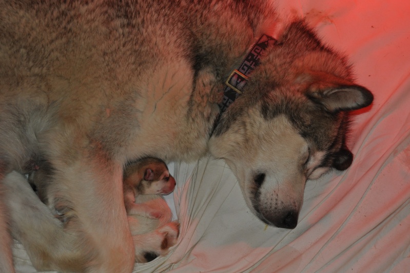 1ere portée de Malamute chez les larmes du Mendenhall Dsc_0012