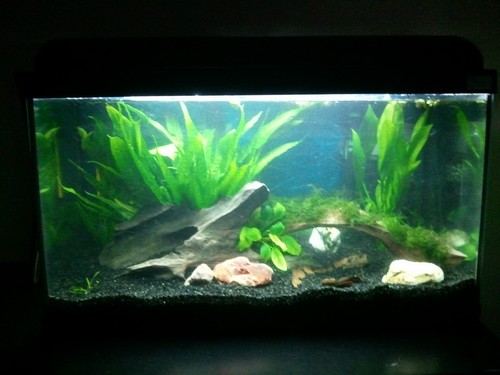 Mon Aquarium 54L Photo114