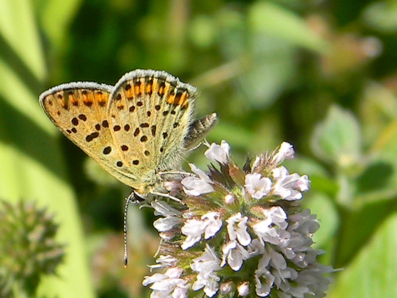 [Lycaena (Heodes) tityrus](Lycaenidae Lycaeninae)Lycène Rscn3110